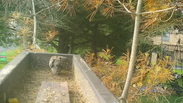 Birds Animals Relaxing Wild Life Outside Nature Natural Picture Slide Show (10-21-2020)