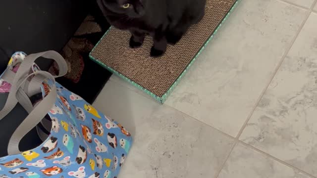 Adopting a Cat from a Shelter Vlog - Precious Piper Loves to Sit on Her Scratching Pad #shorts