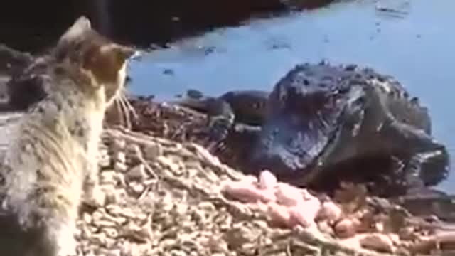 cat against crocodile