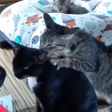 Black Male Cat being massaged by Female Striped Cat