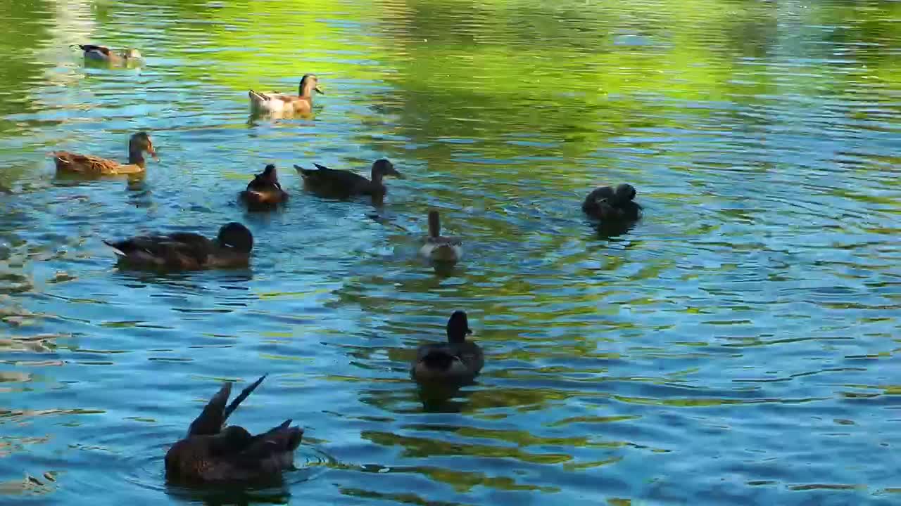 Ducks having fun in a lake