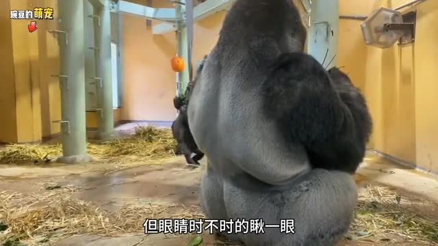 cute little orangutan