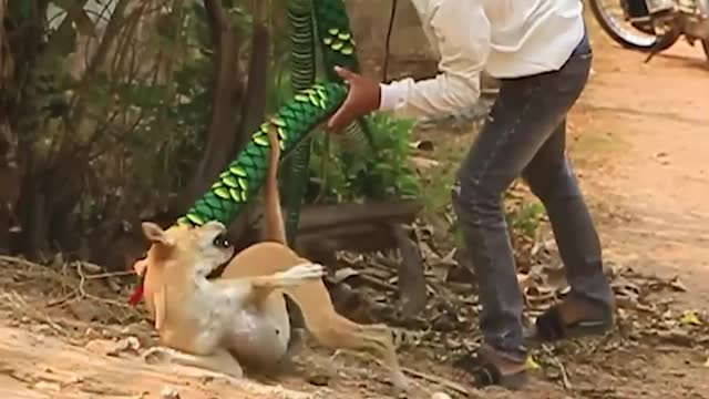 Fake Snake Dog Prank - Funny Videos