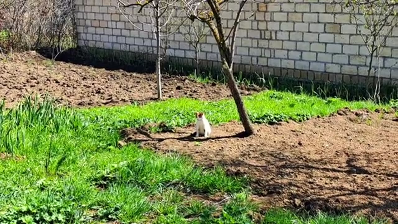 Cute pregnant cat resting #catvideos #meowing #cutecats