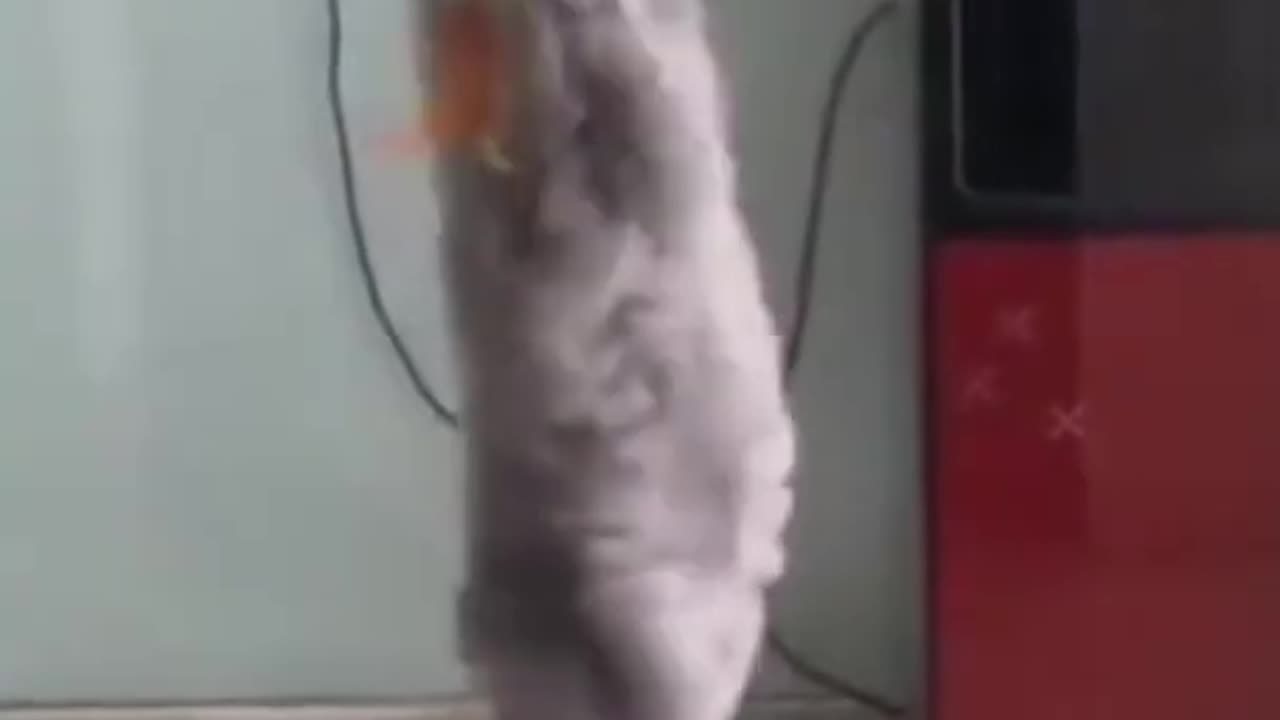 LOOPY CATS!!!