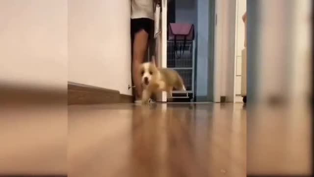 Running puppy in home