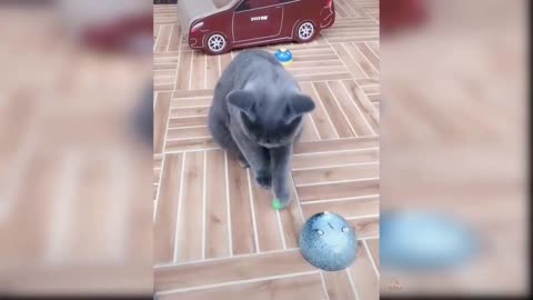 Baby Cats - Cute and Funny Cat Videos Compilation 2021