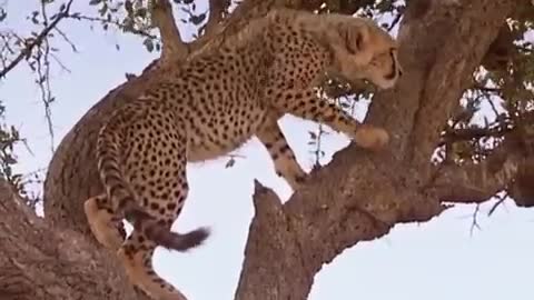 A View from the Trees | Little Big Cat | BBC Earth