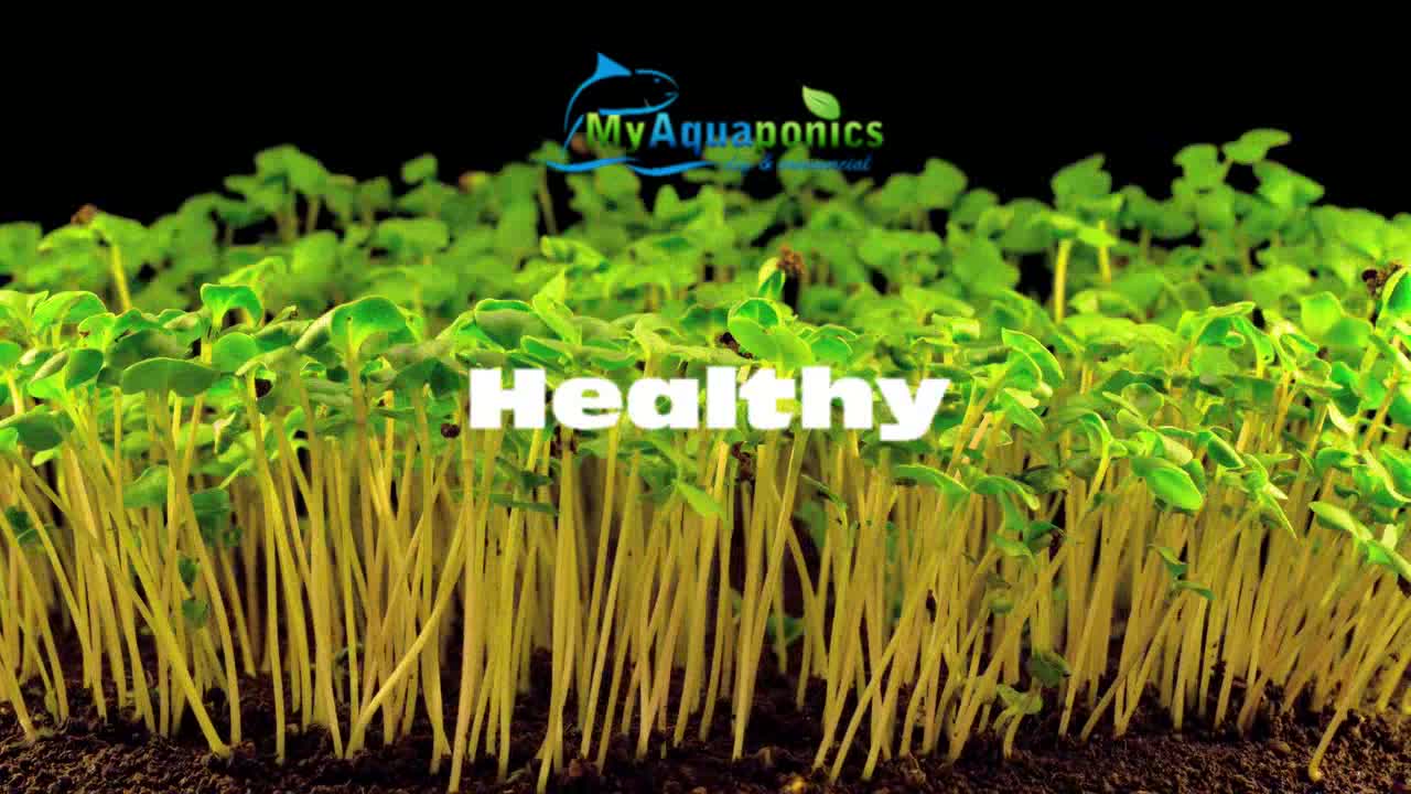 microgreens tray