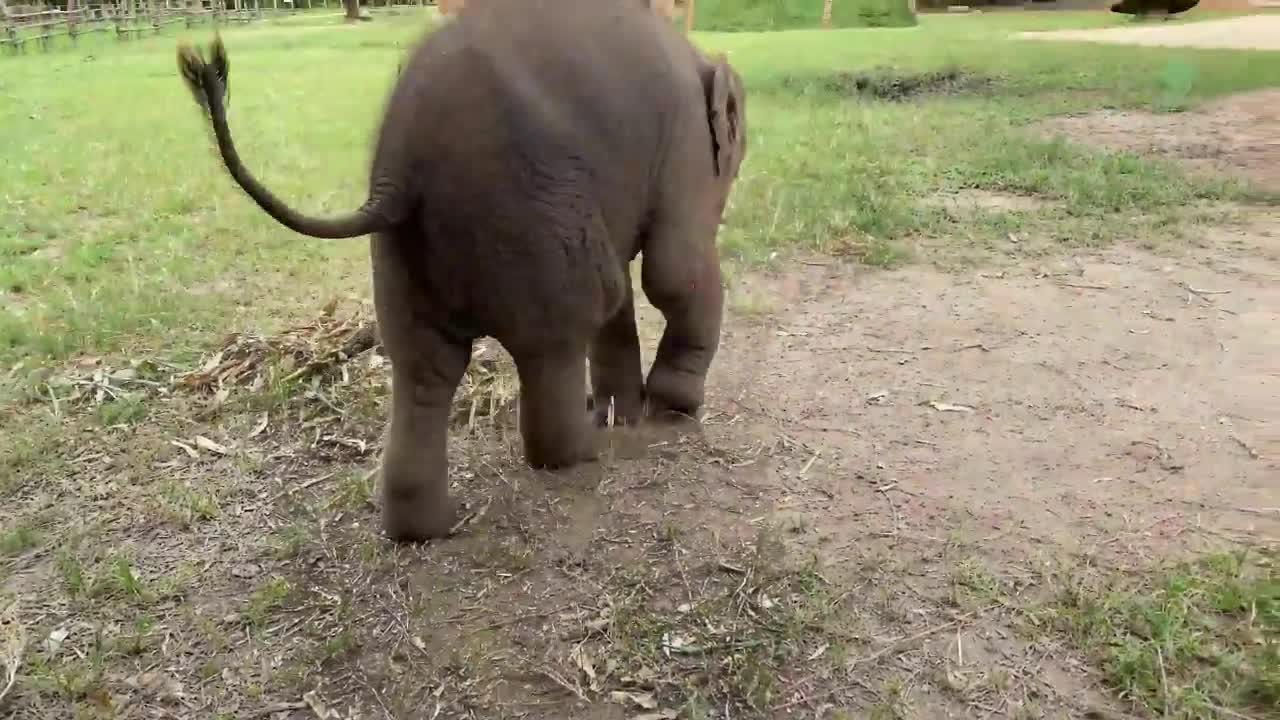 Baby Elephant Wan Mai First Time in Bathtub