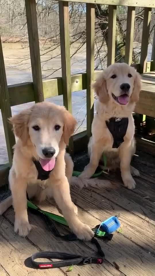 CHECK OUT THESE TWIN PUPPY GOLDEN RETRIEVERS