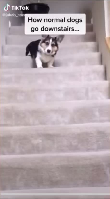 How dogs come down the stairs