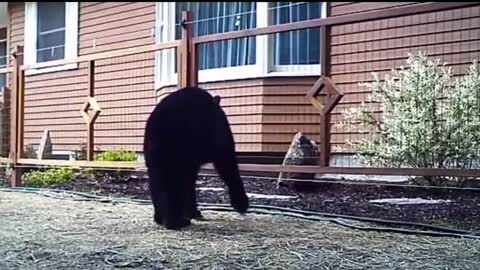 Animals being Shocked funny video