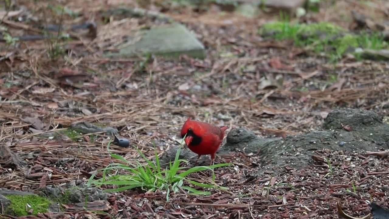 CuteSmall Bird