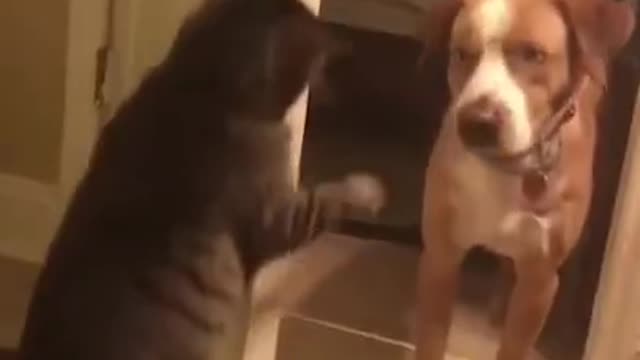 Cat and dog funny jokes videos nice atactes dog and cat