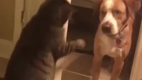 Cat and dog funny jokes videos nice atactes dog and cat