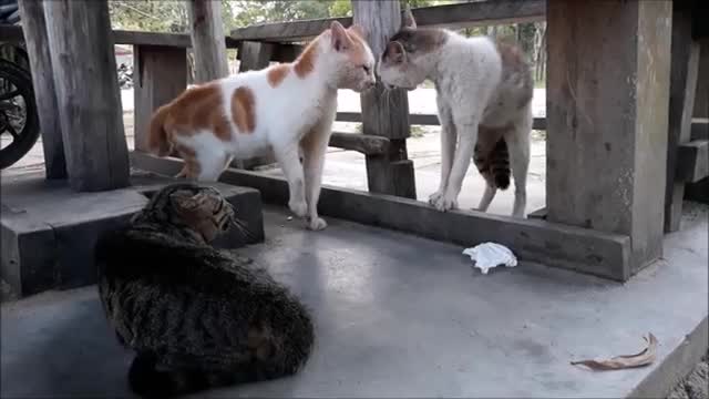 funny ridiculous cats