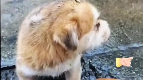 Poor Puppy in the rain