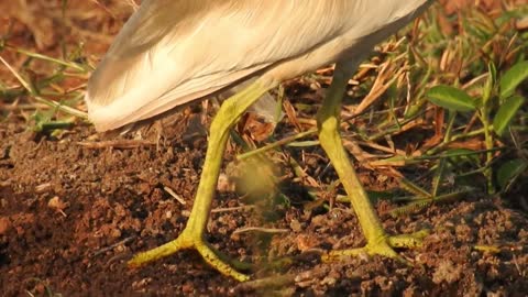 Pond heron wildlife