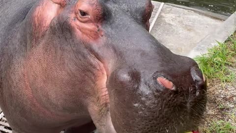 Hungry hippos enjoy the watermelon