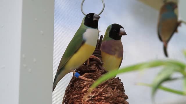 finches on nest