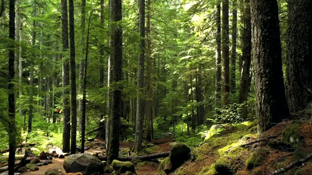 NATUREZA