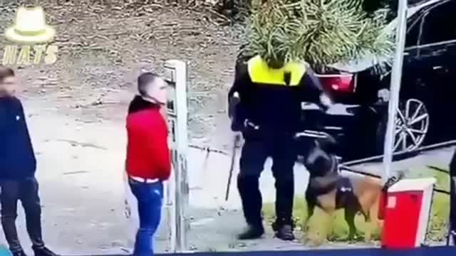 That’s a good boy, Instinct vs training