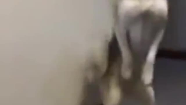 cute husky perform acrobatics