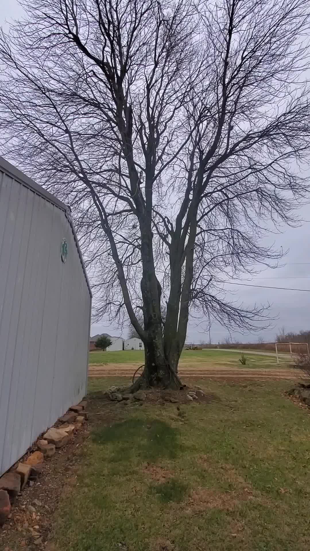 Rigging limbs from a huge tree.