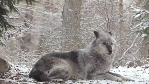 Wolf's Sweet Voice Inspires 50 Wolves to Howl