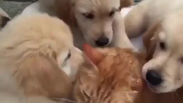 Dogs Love Cat!