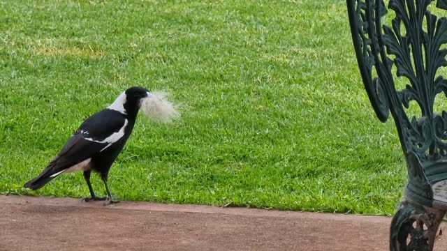 Australian Magpie gathers dog hair for nest :)