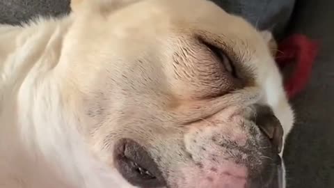 CUTE AND PETS