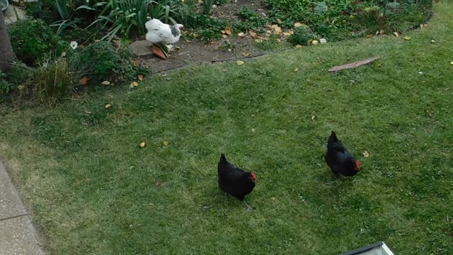 Chickenhood, a place with to many frying pans! #2