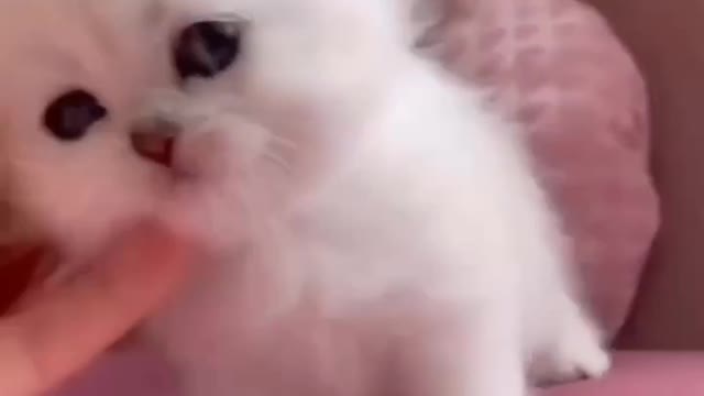 If you clicked on this post, it's probably because love adorable🐈😽😻🐈