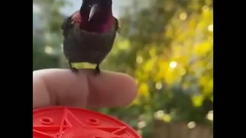 the beauty of the hummingbird