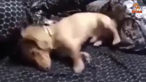 Cute Is Not Enough 😍 Funny Cats and Dogs Videos Compilation 2018 #7
