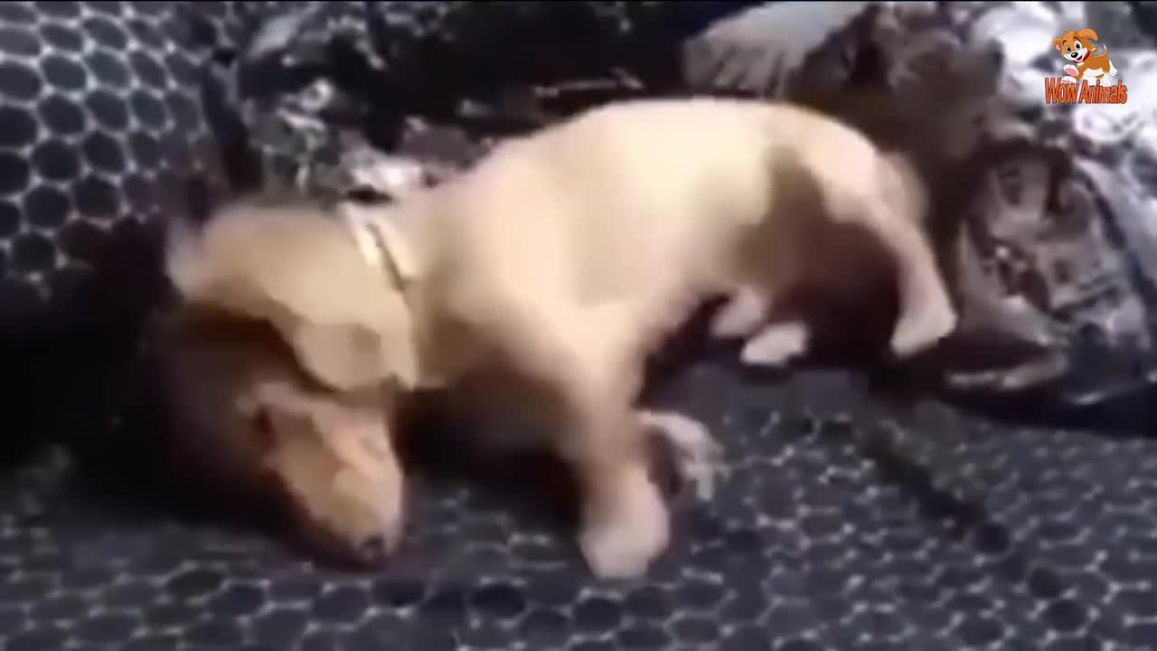 Cute Is Not Enough 😍 Funny Cats and Dogs Videos Compilation 2018 #7