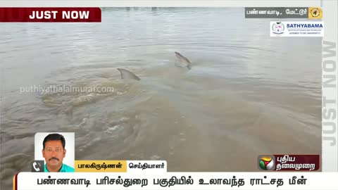 Mettur | Giant Fish | Flood
