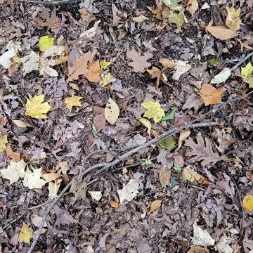 Name this mushroom, I spy.