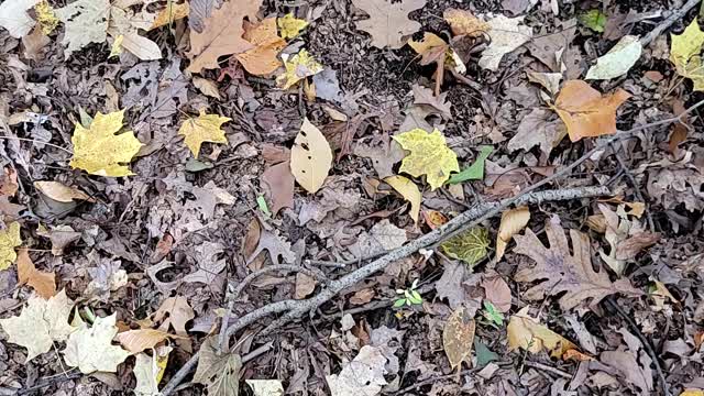 Name this mushroom, I spy.