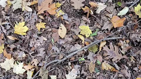 Name this mushroom, I spy.