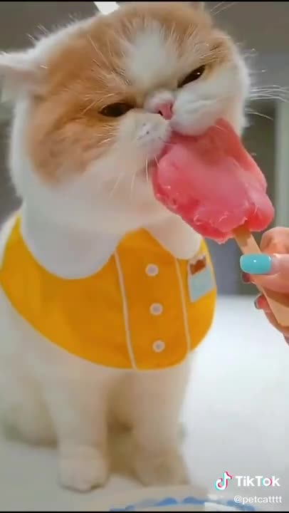 SO Lovely Cat, black cat, cats, funny cats, funny cat videos