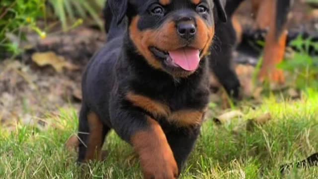 Cutest Rottweiler Puppies