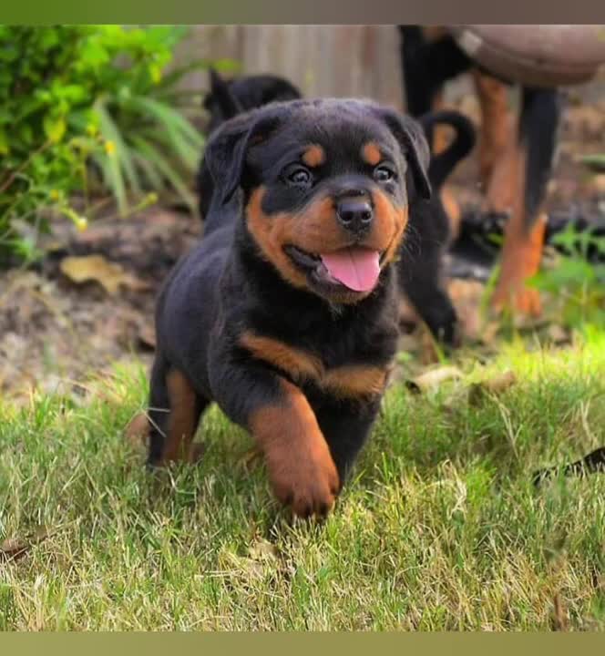 Cutest Rottweiler Puppies
