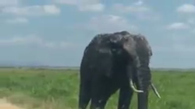 Biggest elephant in the world ...funny video real new video .new newss ..subscribe please