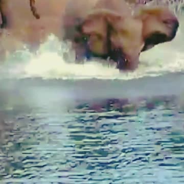 Very Sed the elephant Baby Attact