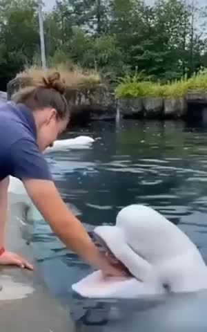 BEST DOLPHIN IN THE WORLD