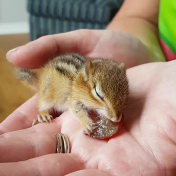 Baby Chipmunk Eats Grape