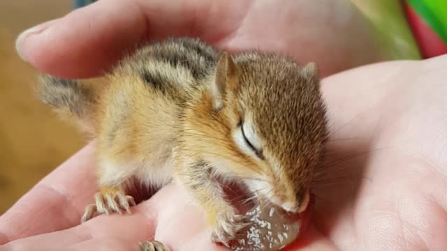 Baby Chipmunk Eats Grape